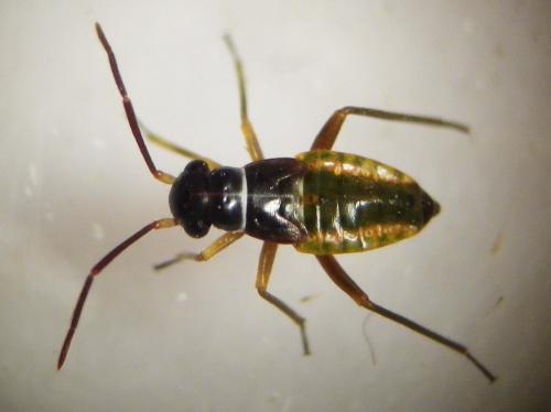 Globiceps sp.